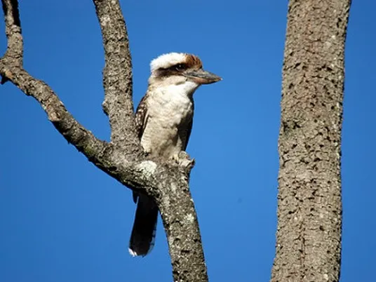 Carnarvon National Park